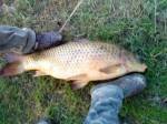 Carp 17kg ebro Spain