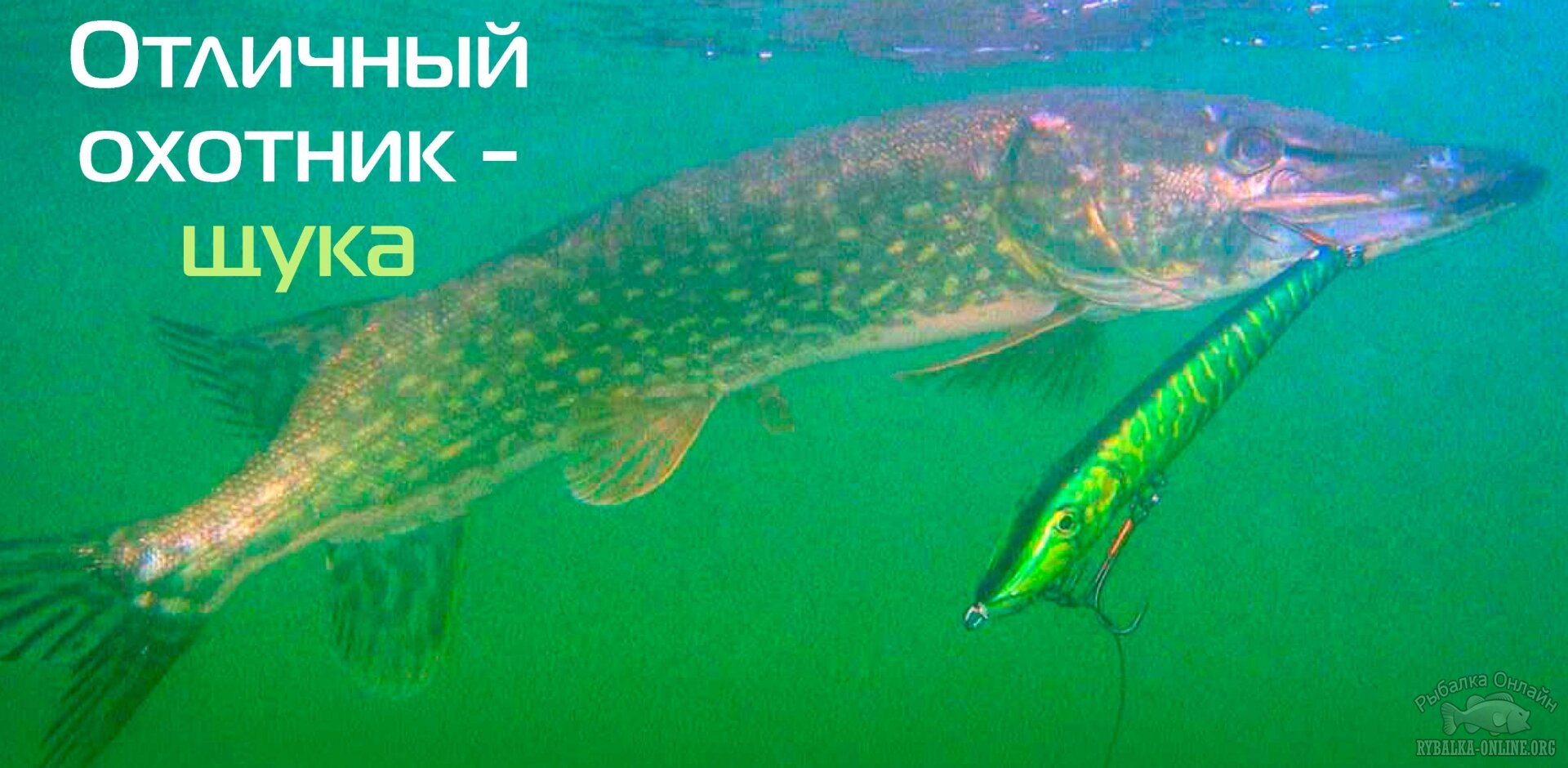 Щука - отличный хищник