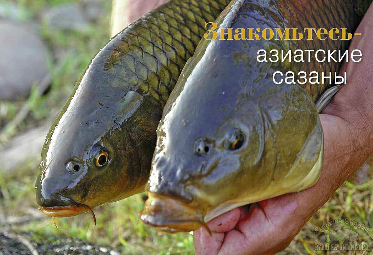 Азиатские сазаны