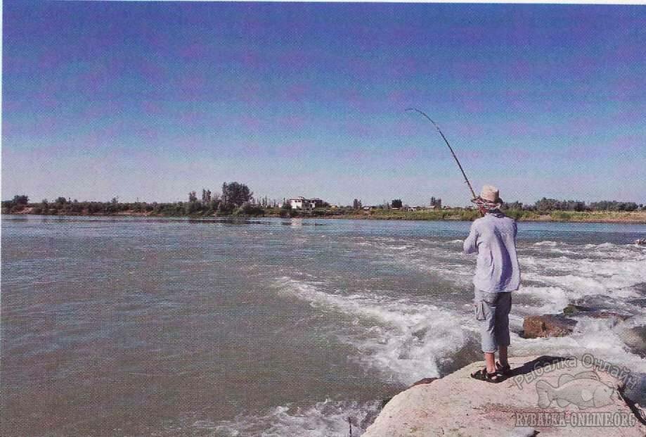ловля сома на цимлянском водохранилище ловля сома на цимлянском водохранилище