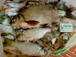 Подлещик на <b>пруду</b> 