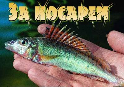 <b>Ловля</b> ерша-носаря на Днепре
